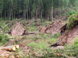 2022-05-20 - Tornado beim Sturmtief Emmelinde Solling - Steinlade bis Gehren (47)